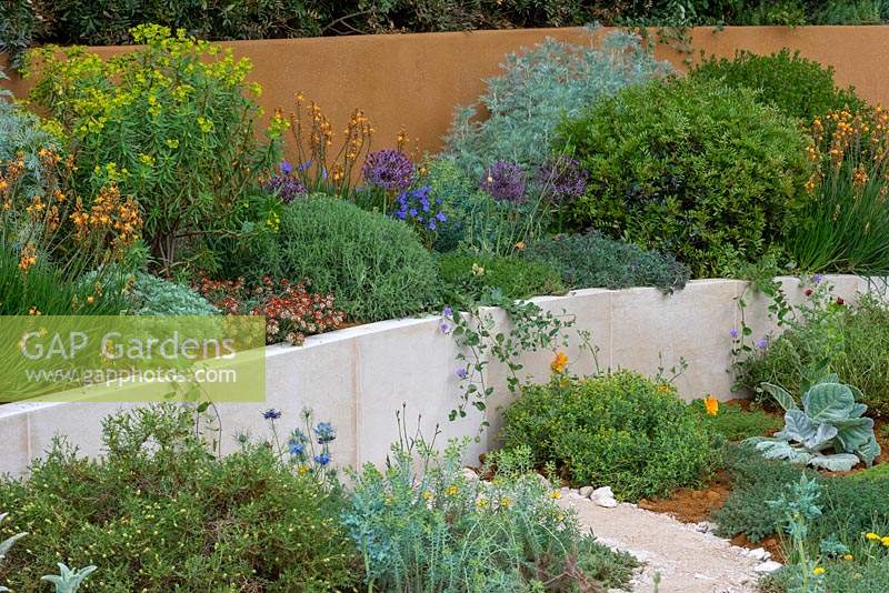 The Dubai Majlis Garden. Naturalistic planting of drought-tolerant species in oranges and blues fills curving raised beds backed by white limestone and walls painted with a burnt Sienna shade. Sponsor: Dubai.