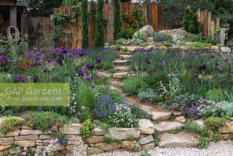 Above a dry stone wall, a hillside garden planted mainly with dry region plants such as lavenders, grasses, eryngium, pines and cypresses in the Donkey Matters Garden. Sponsor: The Donkey Sanctuary.