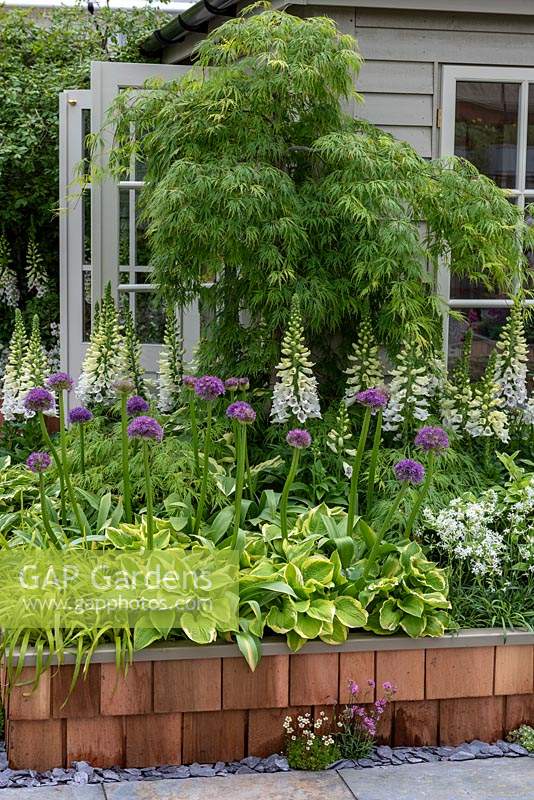 Raised beds edged in timber planks, faced in cedar shingle tiles, planted with white Foxgloves, Alliums, Hostas and Grasses. 