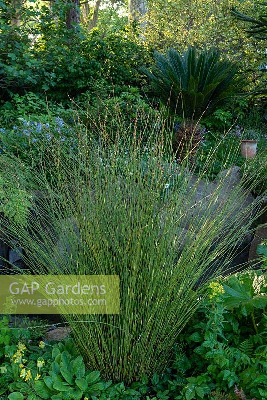 The Resilience Garden.  Horsetail - Equisetum hyemale as marginal plant.
Sponsor: Forestry Commission