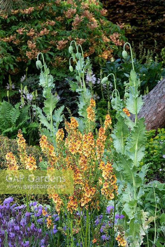 The Morgan Stanley Garden. Verbascum 'Clementine' and  Papaver somniferum 'Black Paeony' - Poppy -  with Aesculus pavia - Red Buckeye - in the background