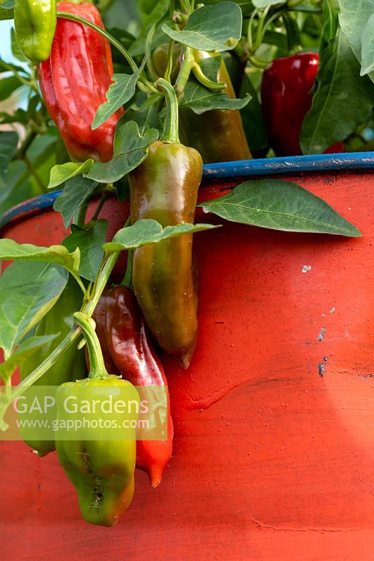 The CAMFED Garden: Giving Girls in Africa a space to Grow. Chillies - Casicum annuum growing in an old oil drum, which has been painted red. Sponsor: The Campaign for Female Education 