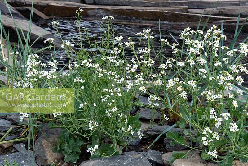 The Facebook Garden: Beyond the Screen. Crambe maritima - Seakale - growing amongst shards of slate  by a rock pool