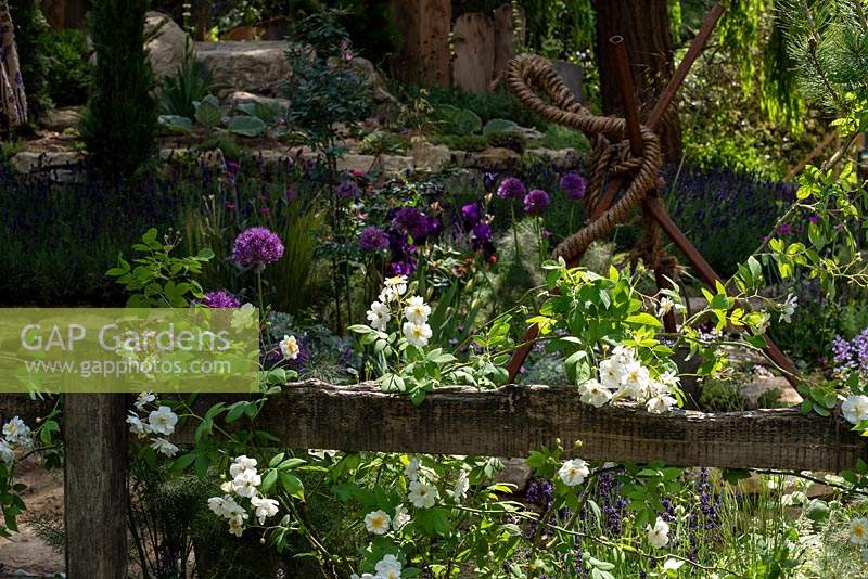 Rosa 'Rambling Rector' with Allium 'Purple Sensation' RHS Chelsea Flower Show 2019 
