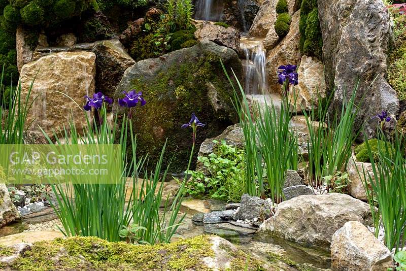 Pool - The Green Switch garden. Iris sibirica 'Shirley Pope' growing among rocks and shingle by the pool. 