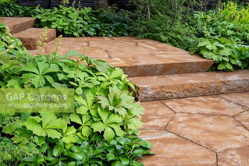 The M and G Garden, Gold  and  Best in Show, RHS Chelsea Flower Show 2019. Lush green foliage of Rodgersia and Hosta lining stone stepped path