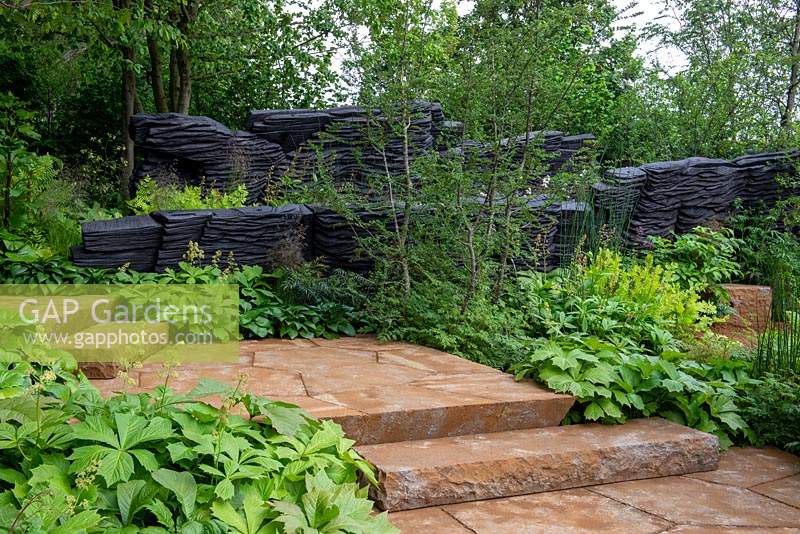 The M and G Garden, RHS Chelsea Flower Show 2019. Lush green foliage of Rodgersia and Hosta lining stone stepped path 
