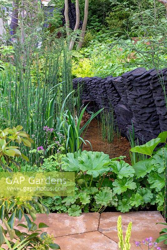 Lush green plants including Gunnera and Equisetum hyemale - The M and G Garden, RHS Chelsea Flower Show 2019