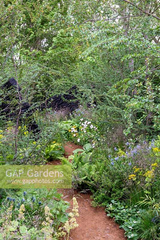 Gravel path leading through woodland planting - The M and G Garden, RHS Chelsea Flower Show 2019