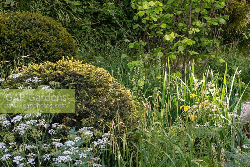 Taxus baccata balls set amongst wildflowers - The Savills and David Harber Garden, RHS Chelsea Flower Show 2019.