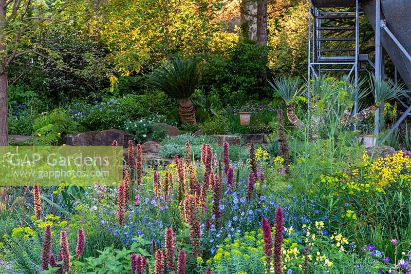 The Resilience Garden, RHS Chelsea Flower Show 2019 - Morning light falling on mixed planting of Digiplexus, Echium russicum and Linum perenne 