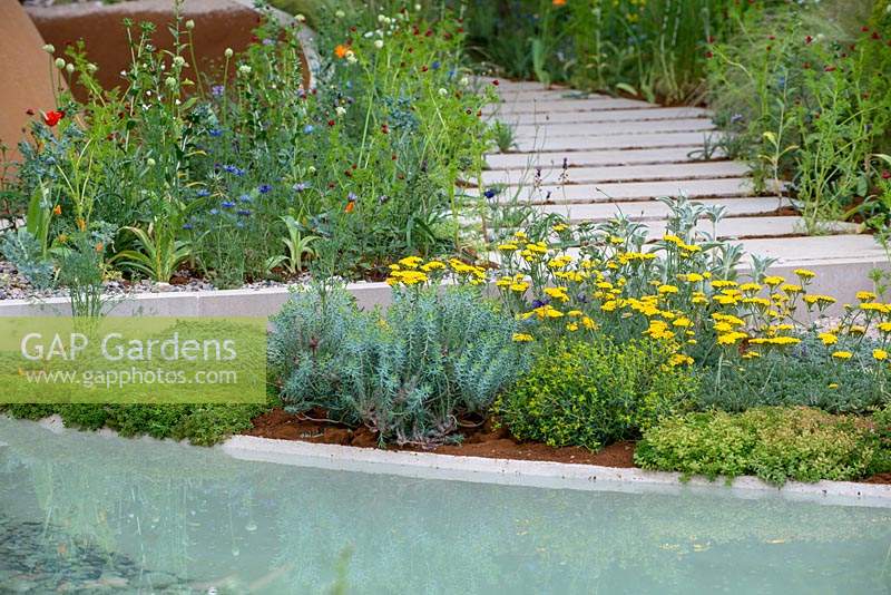Planting of Achillea tomentosa in a poolside bed - The Dubai Majlis Garden, RHS Chelsea Flower Show 2019.