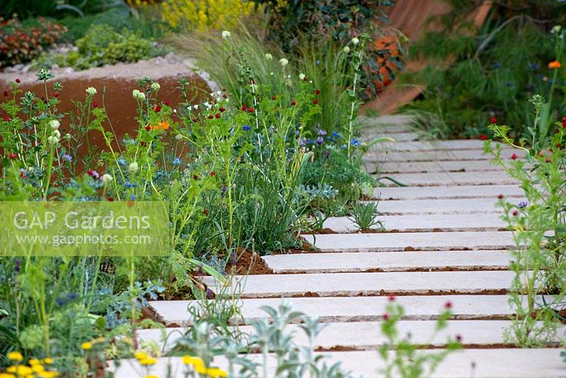 Curved path with herbaceous planting of Adonis aestivalis - The Dubai Majlis Garden, RHS Chelsea Flower Show 2019.