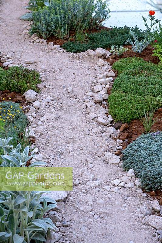 Gravel path winding through low planting including Stachys byzantina - The Dubai Majlis Garden, RHS Chelsea Flower Show 2019.