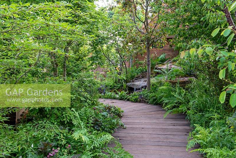 Wooden walkway leading through a woodland garden - The RHS Back to Nature Garden, RHS Chelsea Flower Show 2019.