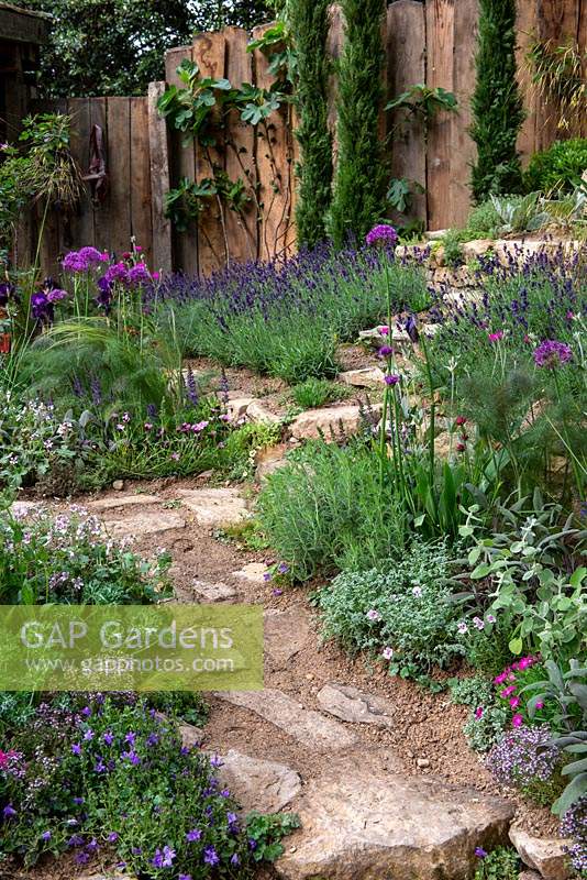 Path leading up to bed of drought-tolerant plants including Lavender and Alliums - The Donkey Sanctuary: Donkeys Matter, RHS Chelsea Flower Show 2019