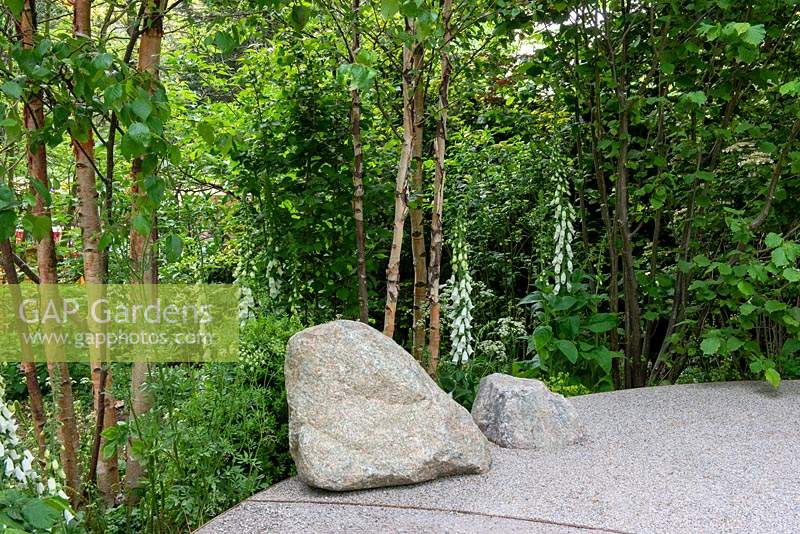Large boulders in a woodland garden with Betula nigra, Digitalis purpurea 'Snow Thimble' and Ammi majus - Family Monsters Garden, RHS Chelsea Flower Show 2019