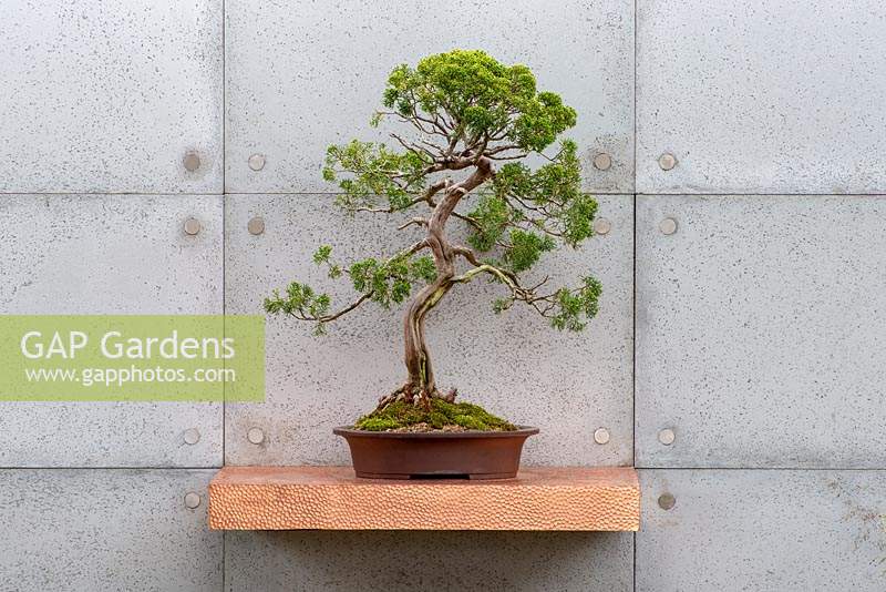 Bonsai tree on a copper shelf - The Silent Pool Gin Garden, RHS Chelsea Flower Show 2019.