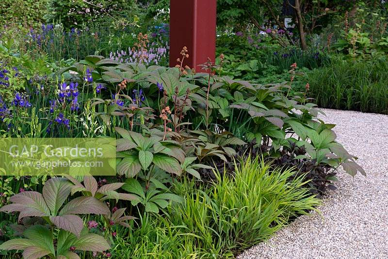 Mixed planting of Rodgersia, Hakonechloa macra and Iris sabirica - RHS Bridgewater Garden, RHS Chelsea Flower Show 2019.