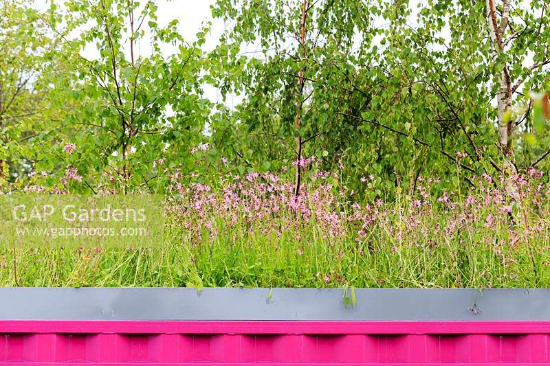 The Montessori Centenary Children's Garden. Green roof over bright pink building, featuring Lychnis flos-cuculi - Ragged Robin. Sponsor:  Montessori Centre International