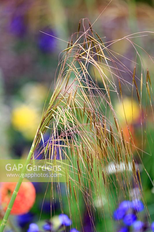The Montessori Centenary Children's Garden. Detail of flowerhead of Stipa gigantea with the bright colours of the children's flower border behind.  