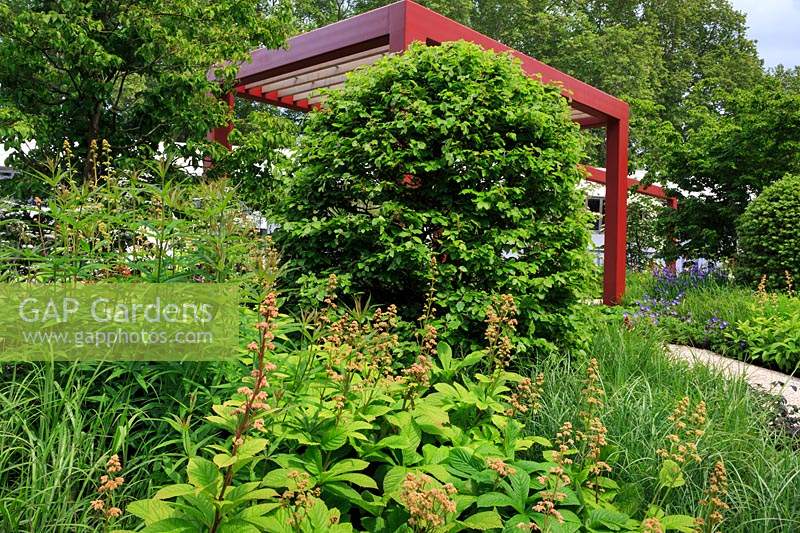 RHS Bridgewater Garden. Planting of clipped dome of Fagus sylvatica - Beech - with Rodgersia pinnata 'Elegans' and foliage of  Veronicastrum and grasses. Red painted steel frame flanked by Cornus kousa gives structure in the background. 