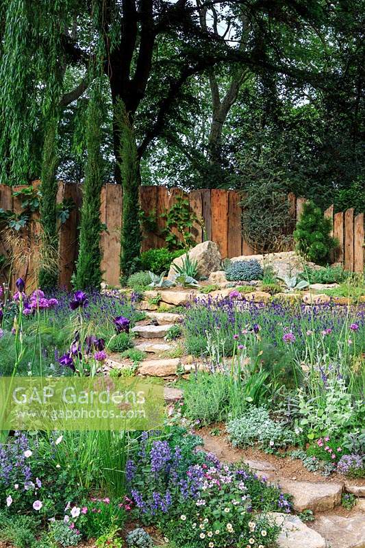The Donkey Sanctuary Garden. Drought-tolerant garden inspired by arid rocky hillside. Stepping stone pathway runs up the middle of the garden, framed by purple and blue planting. Planting features  Iris germanica, Allium 'Miami', Nepeta x fassenii 'Purrsian Blue', Stipa gigantea, Foeniculum vulgare 'Purpureum' - Bronze Fennel, Lavendula angustifolia 'Hidcote' - English Lavender. Rustic timber fence at the back with Cupressus sempervirens - Pencil Cypresses and Pinus - Pine. Sponsor: The Donkey Sanctuary