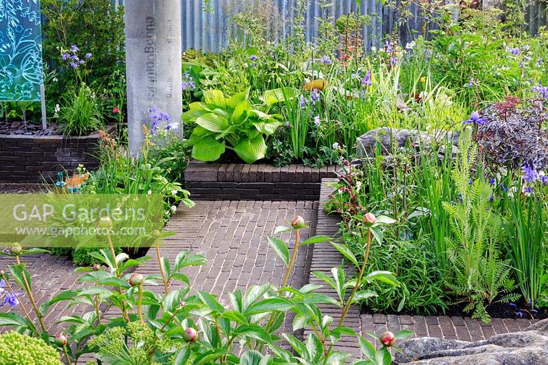 The Silent Pool Gin Garden. Brick raised beds with steps down to the central area. PLants include: Peonia - Peony - in bud, Rodgersia podophylla, Geranium, Hosta 'Sum and Substance' and Sambucus nigra - Purple Elder. Sponsor: Silent Pool Distillers