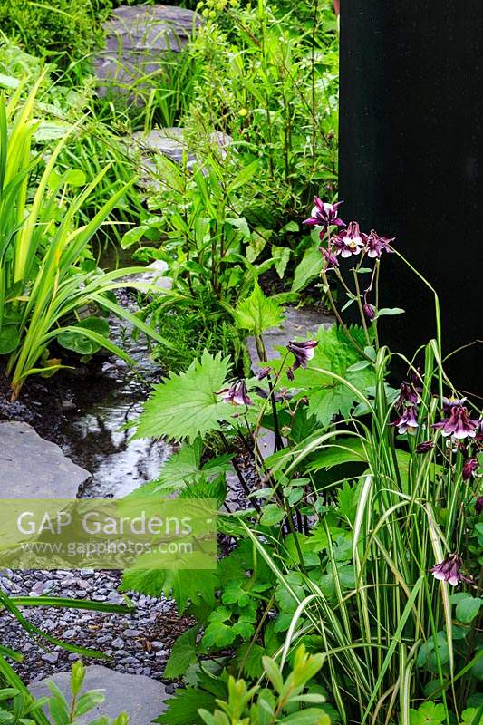 Viking Cruises: The Art of Viking Garden. Detail of stream with grey rocks and gravel, flanked by waterside planting. Including foliage of Ligularia 'The Rocket', Aquilegia, Carex - Variegated Sedge and Rumex acetosa - Sorrel. Sponsor: Viking Cruises. 
