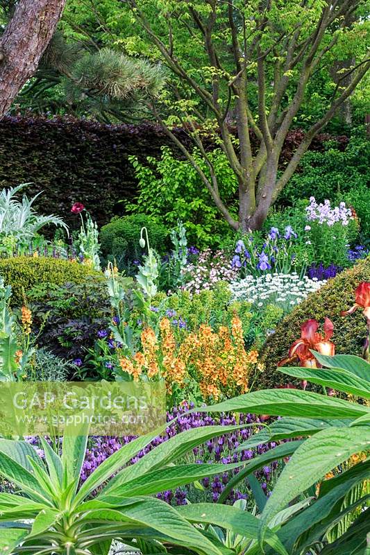 The Morgan Stanley Garden. View diagonally down the garden to the multi-stemmed Japanese Zelkova serrata. Lavandula stoechas - Butterfly Lavener and foliage of Echium in the foreground, and clumps of Verbascum 'Clementine', Iris 'Kent Pride', Iris 'Jane Phillips', and tall spires of Papaver somniferum 'Black Paeony' - Opium Poppy - in bud. Domes of clipped Taxus baccata Yew punctuate the planting. Sponsor: Morgan Stanley. Gold medal.
