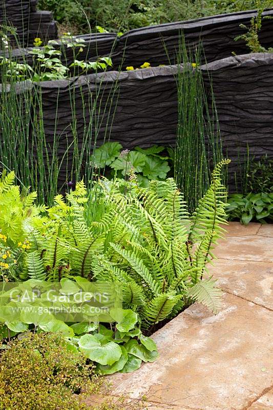 The M and G Garden. Dryopteris filix-mas - Male Fern - is planted by the ironstone paving, with at the back, Equisetum hyemale - Horsetail against black wall. Sponsor: M and G investments