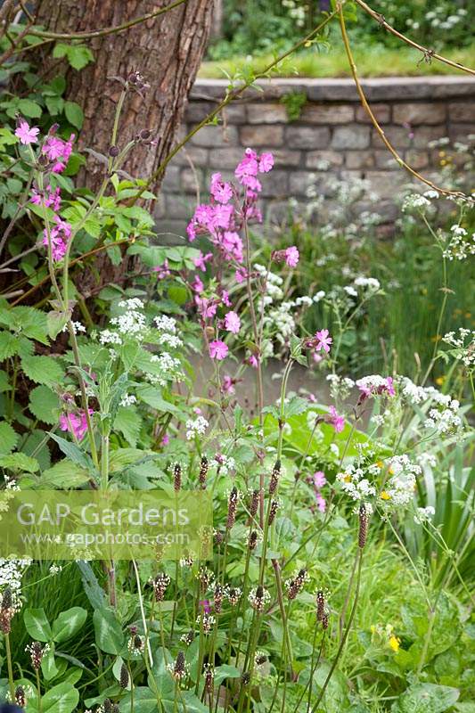 The Welcome to Yorkshire Garden. Detail of the woodland planting which includes Silene dioica, Plantago lanceolata and Anthriscus sylvestris. Sponsor: Welcome to Yorkshire