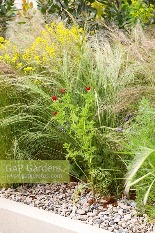 The Dubai Majilis Garden. Detail of Adonis annua planted in gravel with Stipa pennata and Isatis tinctoria. Sponsor: Dubai