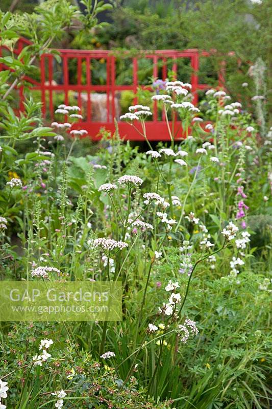 The Trailfinders 'Undiscovered Latin America' Garden, view of the planting at the front of the garden which includes Valeriana officinalis and Libertia grandiflora - Designer: Jonathan Snow - Sponsor: Trailfinders. RHS Chelsea Flower Show 2019.