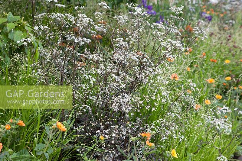 RHS Garden Bridgewater, clump of Anthriscus sylvestris 'Ravenswig' - Sponsor: British Tourist Association.