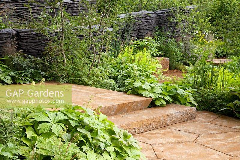 The M and G Garden 2019, planting of Rodgersia podophylla by some steps built from ironstone - Sponsor: M and G investments.