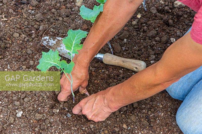 Firming soil around newly-planted Broccoli plug plant