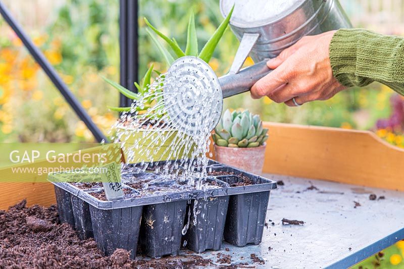 Watering newly-sown Broccoli 'Claret' seed in a modular tray using a watering can