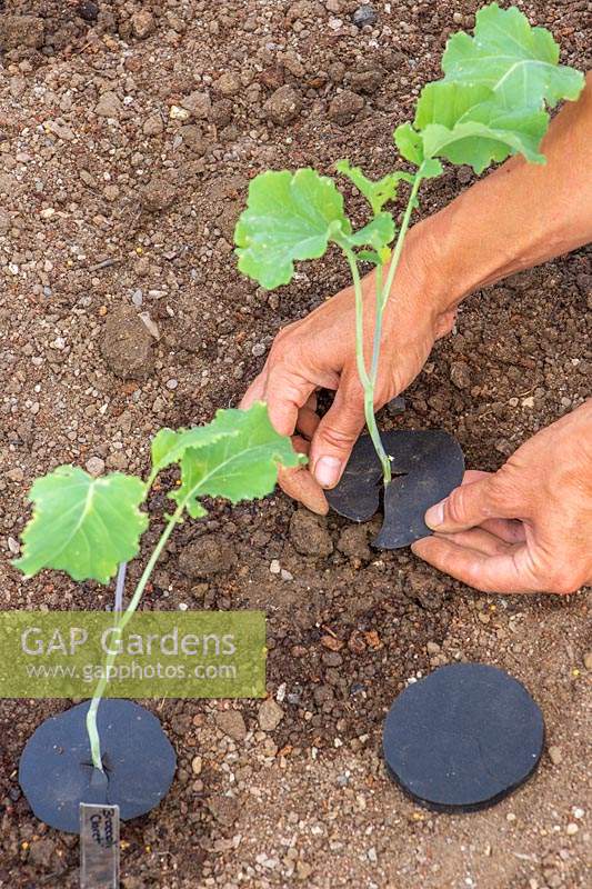 Fitting cabbage collars to newly-planted Broccoli plants to prevent cabbage root fly laying eggs