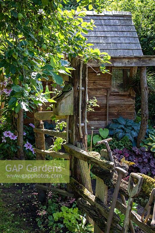 Old garden tools leaning on a mossy rustic fence, with shed, Hosta, Clematis and Heuchera in background