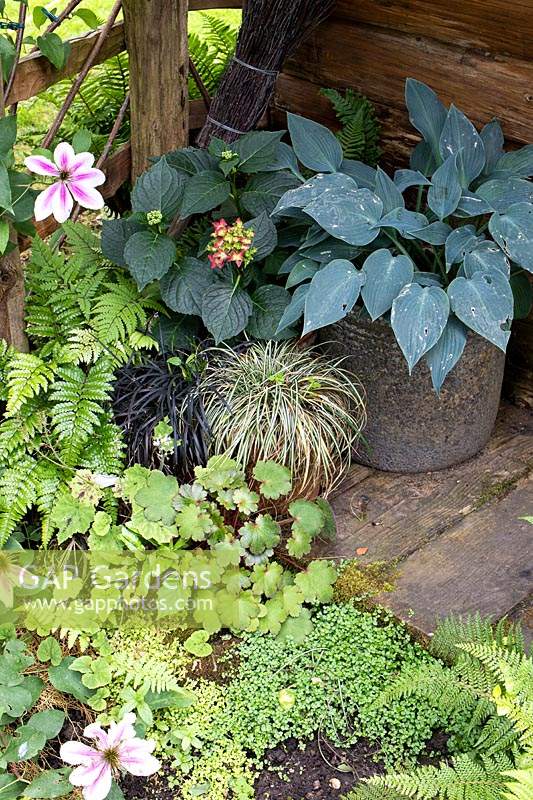 Shade plants: Hosta in pot, Ferns, Saxifraga, Helxine, Carex, Ophiopogon. Weathered deck