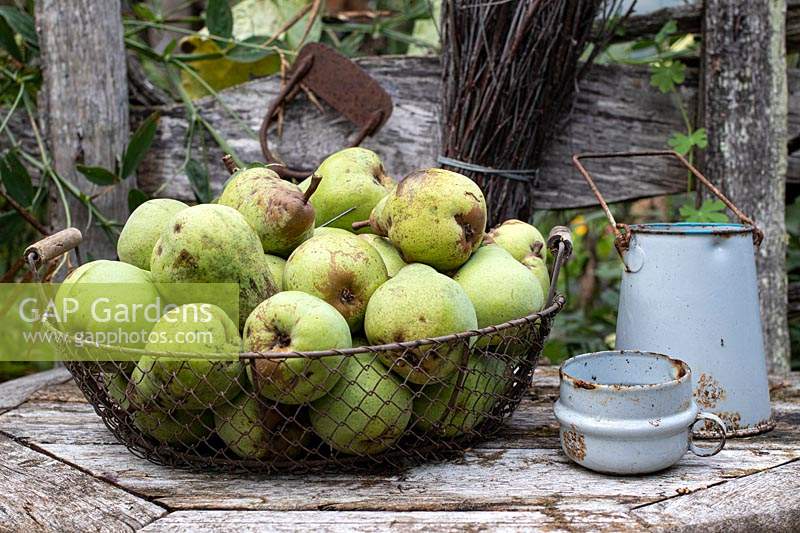 Pears 'William Bon Chretien' in wire basket near old milk can in rustic setting.