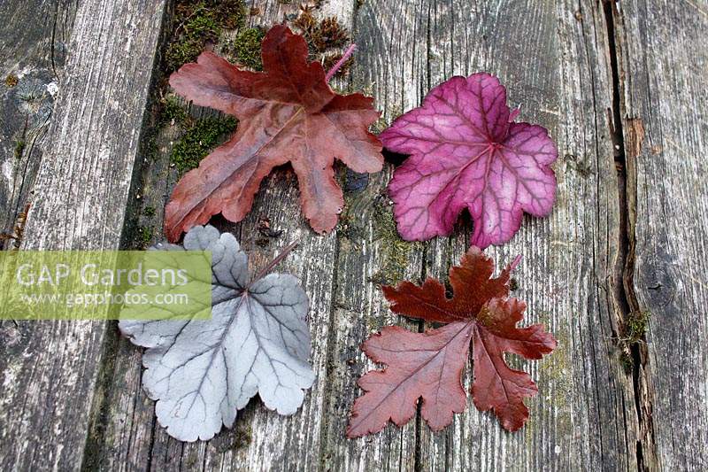 Heuchera 'Hopscotch' 'Red Rover' 'Silver Gumdrop' and 'Wild Rose', leaves laid out on old timber