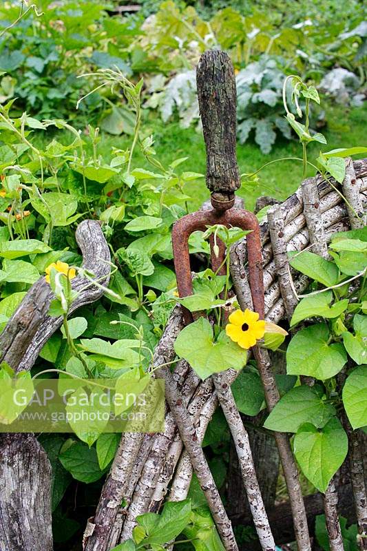 Thunbergia elata - Black-eyed Susan - growing over part of Hazel chair with old rust hand trowel