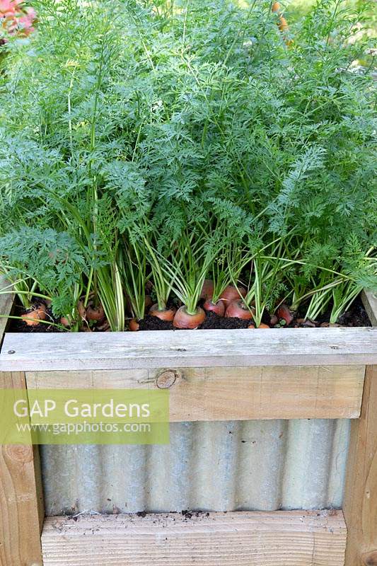 Carrots growing in raised vegetable growing box. Materials softwood and corrugated iron - homemade