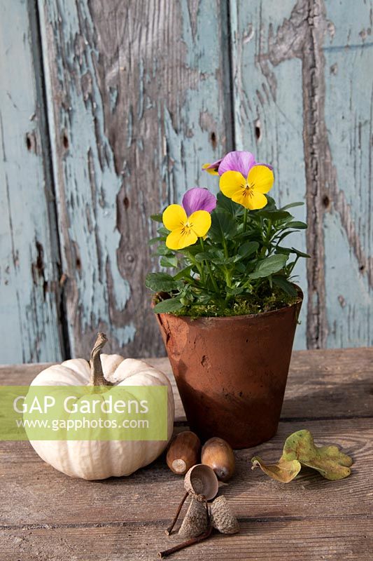 Viola in terracotta pot with white Winter Squash and acorns