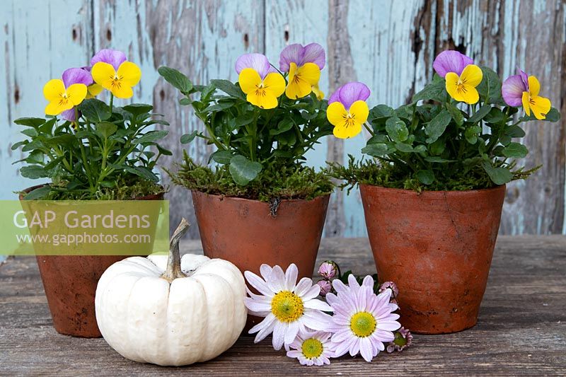 A line of Viola Yellow and Pink Jump Up in terracotta pots with white Winter Squash and flowers on a table
