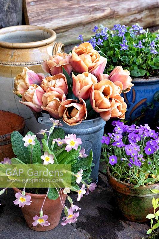 Tulipa 'Belle Epoque' - Tulip - with pots of Primula - Primrose, Aubrieta and Viola odorata - Violet
