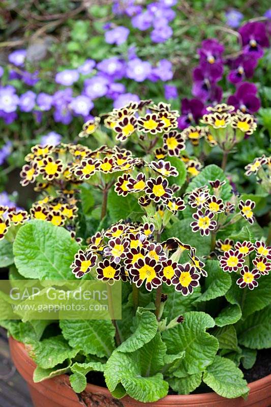 Primula 'Gold Brocade' - Gold Laced Polyanthus - in a pot
