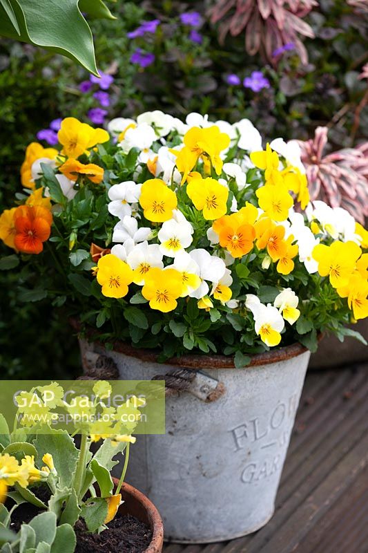 Mixed Viola in galvanised bucket container
